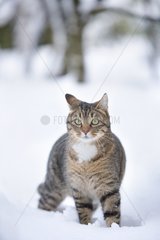 Tabby cat standing in the snow France