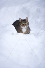 Tabby cat lying in the snow France