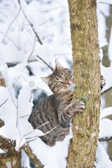Tabby cat on a trunk in the snow France