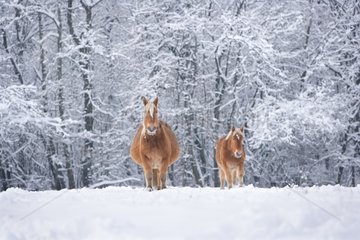 Comtois horses in the snow Franche-Comté France
