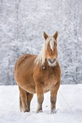 Comtois horse in the snow Franche-Comté France