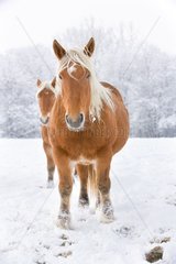 Comtois horses in the snow Franche-Comté France