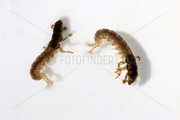 Trichoptera larvae without sleeve on white background