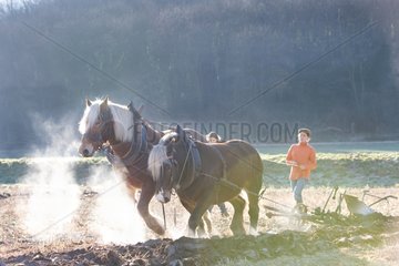 Winter plowing with horses Comtois France