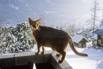 Abyssin Cat on balcony of a chalet in the winter Alps France