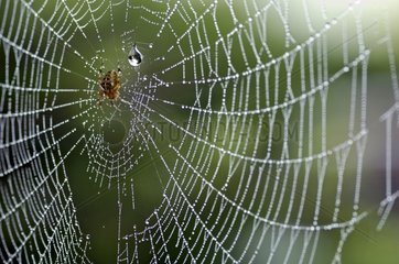 Young Cross orbweaver on its cobweb covered with dew