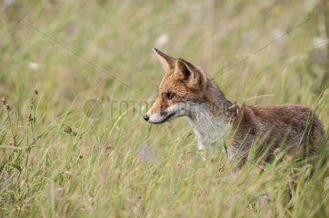 Red Fox in a meadow - France Burgundy