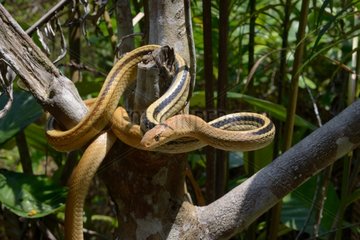 Radiated ratsnake on a branch - Malaysia