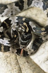 Western Lyre snake Nicaragua