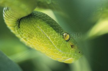 Portrait of White-lipped tree viper