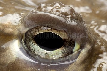 Eye of African bullfrog