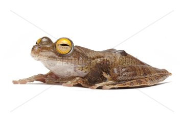 Java Flying Frog on white background