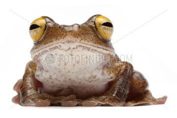 Java Flying Frog on white background