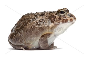 Edible African Bullfrog on white background