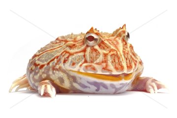 Chacoan Horned Frog 'extreme red' on white background