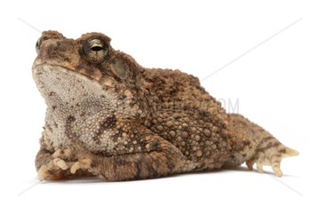 Big Eared Toad on white background
