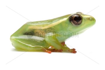 Riggenbach's reed frog on white background