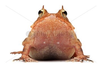 Solomon Island Leaf Frog on white background