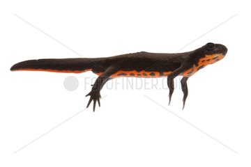 Oriental Fire-bellied Newt on a white background