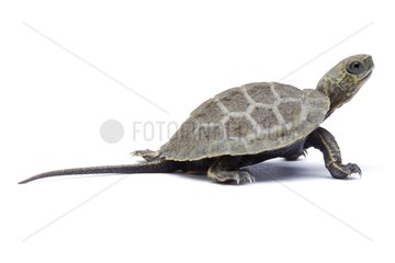Japanese Pond Turtle on white background