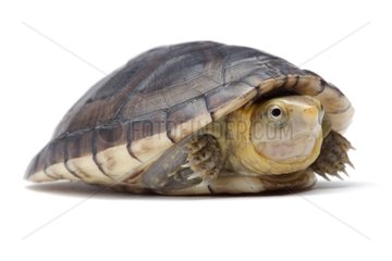 White-lipped Mud Turtle on white background