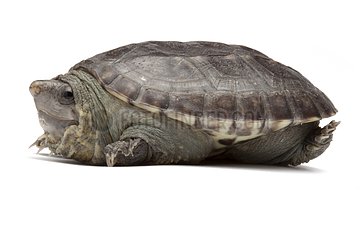 Pacific Coast Giant Musk Turtle on white background
