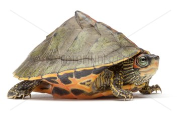 Indian roofed turtle on white background