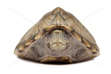 Razor-backed Musk Turtle on white background