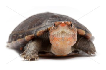 Red-cheeked Mud Turtle on white background
