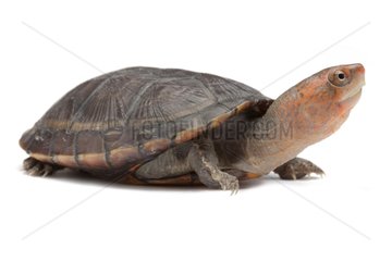 Red-cheeked Mud Turtle on white background
