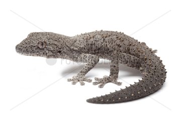 Eastern Spiny-tailed Gecko on white background