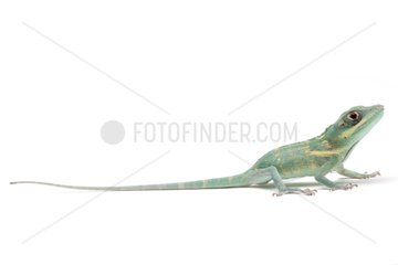 Knight Anole 'blue' on white background
