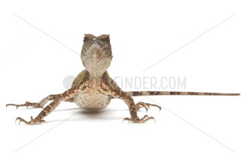 Scale-bellied Tree Lizard on white background