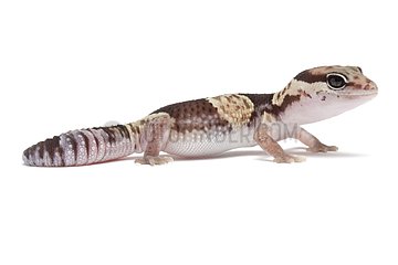 Fat-tail Gecko on white background