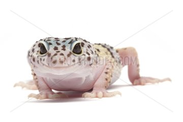 Leopard-Gecko on white background