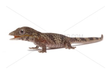 Bauer's Chameleon Gecko on white background