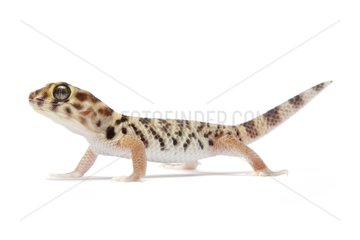 Chinese Wonder Gecko on white background