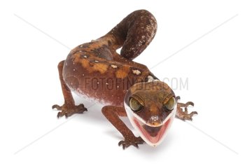 Cat Gecko on white background
