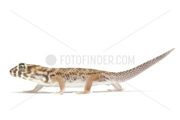 Common Wonder Gecko on white background
