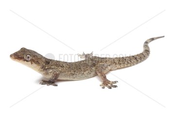 Brook's House Gecko on white background