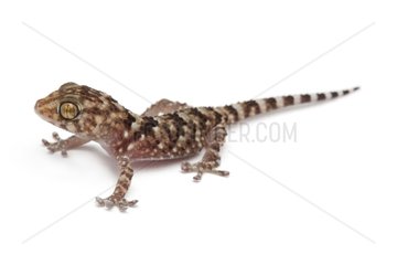 Turner's Thick-toed Gecko on white background