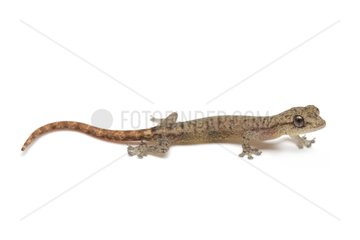 Small Tree Gecko on white background