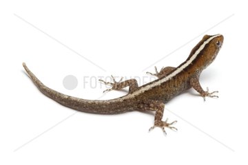 Clawed Gecko on white background
