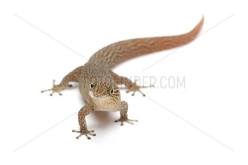 Ashy Gecko on white background