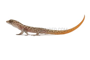 Island Least Gecko on white background