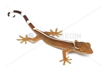 Lined Gecko on white background