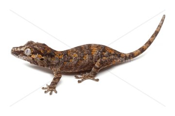 New Caledonian Bumpy Gecko 'Red' on white background