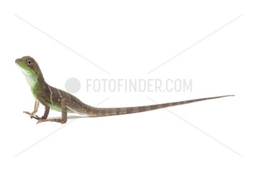 Green Water Dragon on white background