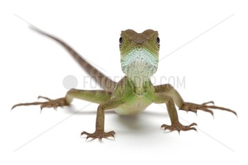 Green Water Dragon on white background