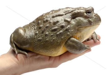 African bullfrog hanging on white background